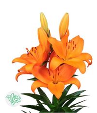 LILY HYBRID L.A. ORANGE