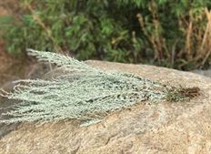 SAGE SILVER