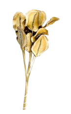 JACARANDA POD 12/PK