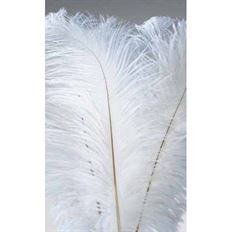 FEATHER OSTRICH 14-17" 6/PK WHITE