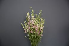 LARKSPUR PINK