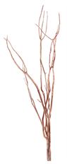 BIRCH 3-4.5' METALLIC COPPER