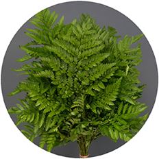 LEATHERLEAF BUNCH
