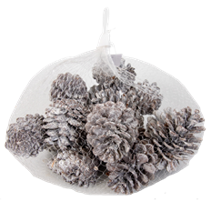 PINECONE 1.85" WHITE PK/24