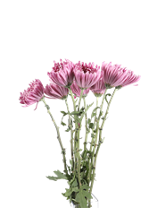 CREMONS LAVENDER