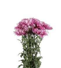 CREMONS PINK