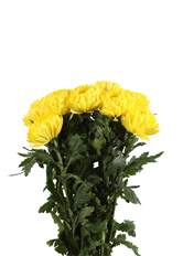 CREMONS YELLOW