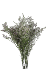 LIMONIUM MISTY