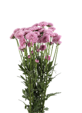 POM BUTTON LAVENDER