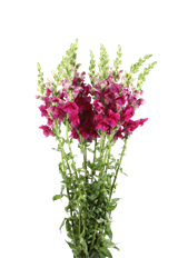 SNAPDRAGON PURPLE