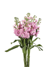 STOCK LIGHT PINK