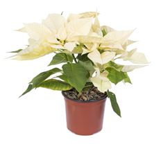 4.75" WHITE POINSETTIA (PREBOOK)