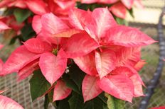 4.75" ICE CRYSTAL POINSETTIA (PB)