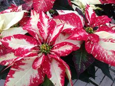 4.75" JINGLE BELL POINSETTIA (PB)