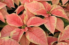 4.75" MARBLE POINSETTIA (PREBOOK)