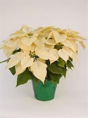 6.5" WHITE POINSETTIA (PREBOOK)