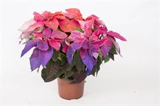 6.5" HOLIDAY SUNRISE (PREBOOK)