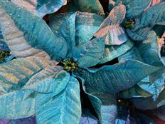 6.5" BLUE HOLIDAY (PREBOOK)