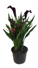 6" CALLA LILY PLANT