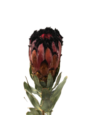 PROTEA PINK