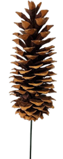 PINECONE SUGAR W/18" STEM NATURAL