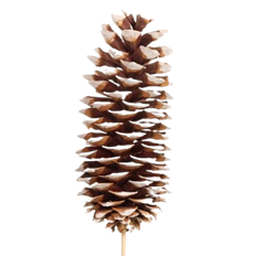 PINECONE SUGAR W/18" STEM WHITE TIP
