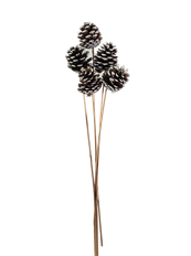 PINECONE AUSTRICA WHITE TIP 100/CS
