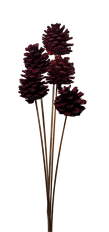 PINECONE AUSTRICA BURGUNDY 100/CS