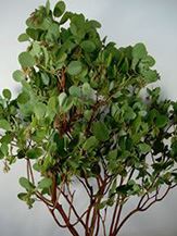 MANZANITA LONG 5-6' STEM