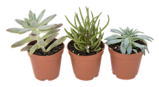 2" SUCCULENT
