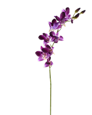 DENDROBIUM 27" PURPLE