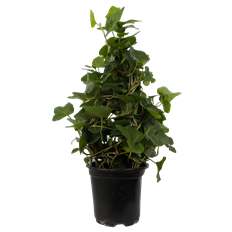 4" IVY TREE IN CERAMIC