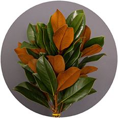 MAGNOLIA TIPS