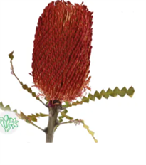 PROTEA BANKSIA TINTED