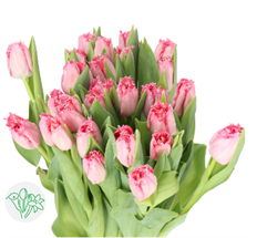 TULIP FRILL