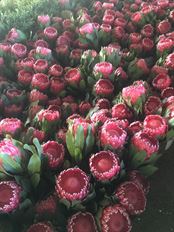 PROTEA EMPRESS/ VENUS
