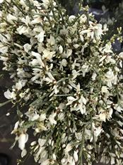 GINESTRA WHITE