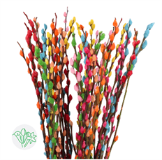 PUSSY WILLOW - COLORED