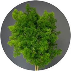 MING FERN
