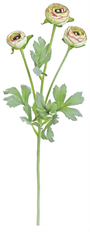 RANUNCULUS MINI X 3 20.5" CRM/PUR