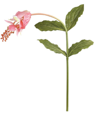 MEDINILLA 43" PINK