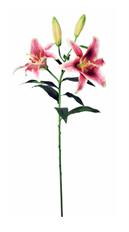LILY RUBRUM X2 37.5" RUBRUM