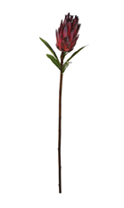 PROTEA MINK 29" BURGUNDY