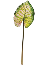 CALADIUM WILD LEAF 36.5" GRN MAUVE
