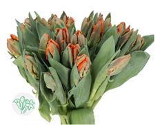 TULIP PARROT ORANGE