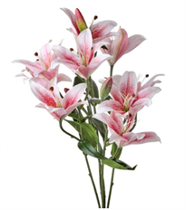 LILY RUBRUM BUSH X9 20" RED/PINK