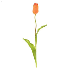 TULIP FRENCH 18.75" SALMON