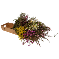 CALIFORNIA FILLER BOX MIXED