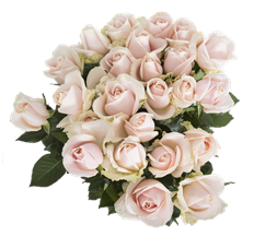 ROSE PINK