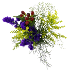 FILLER BOUQUET  MD